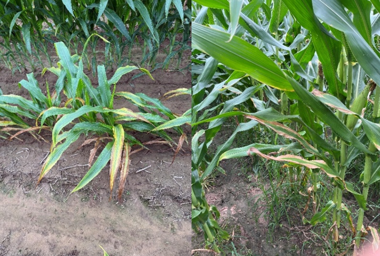 Potassium deficiency in corn plants at early vegetative and reproductive stages.